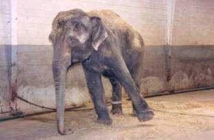 captive-elephant